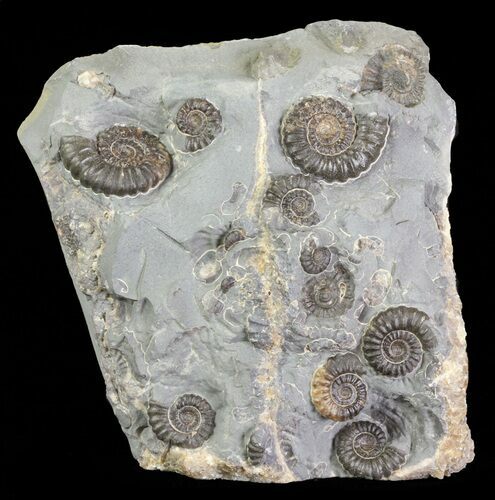Ammonite Fossil Slab - Marston Magna Marble #63515
